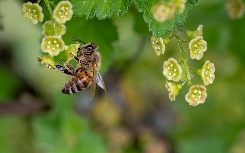 čebelji strup